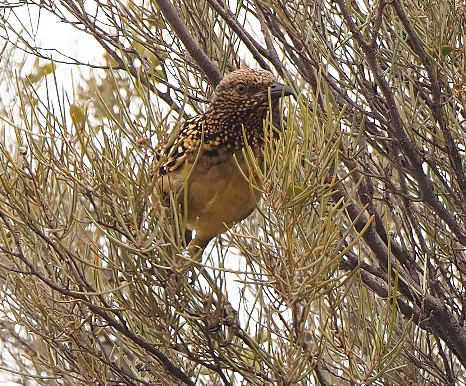 image Western Bowerbird